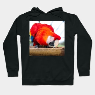 Macaw Parrot Hoodie